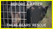 PETA Helped Rescue These Bears Who Get To Spend the Rest of Their Days in Harmony