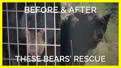 PETA Helped Rescue These Bears Who Get To Spend the Rest of Their Days in Harmony