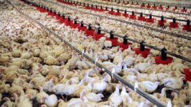 Poulets en batterie – Le reportage Choc