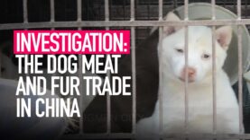 The cruel dog meat and fur trade in China - Animal Equality investigation