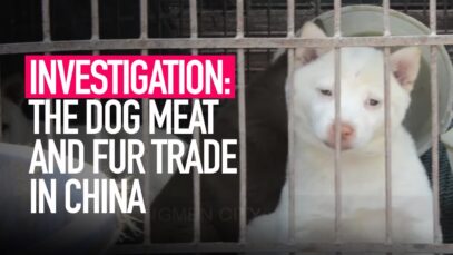 The cruel dog meat and fur trade in China – Animal Equality investigation