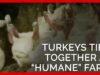 Turkeys Tied Together at ‘Humane’ Farm Supplying Top Grocers