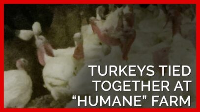 Turkeys Tied Together at ‘Humane’ Farm Supplying Top Grocers