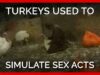 Turkeys Used to Simulate Sex Acts at ‘Humane’ Farms Supplying Top Grocers