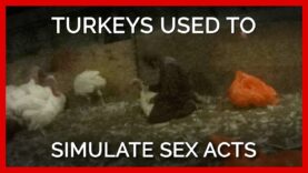 Turkeys Used to Simulate Sex Acts at ‘Humane’ Farms Supplying Top Grocers