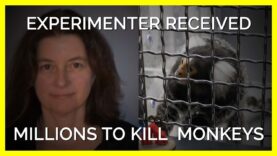 UMass Experimenter Received Millions To Torment and Kill Monkeys