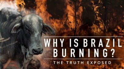 Why is Brazil Burning? The Meat Industry Exposed