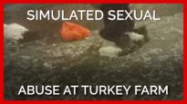 Worker Simulates Raping Turkey at ‘Humane’ Farm Supplying Top Grocers