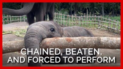 You Have to See What Workers Did to Elephants At This Thai Zoo