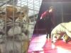Abusive tiger training exposed at circus