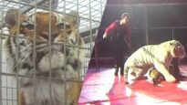 Abusive tiger training exposed at circus