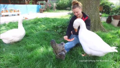 Achtung, GANS gefährlich!