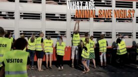 Animal Vigils: What Are They?