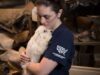 Breaking News: Puppy mill rescue in NC