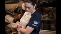 Breaking News: Puppy mill rescue in NC