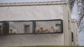 Chicago Pet Store Undercover Investigation