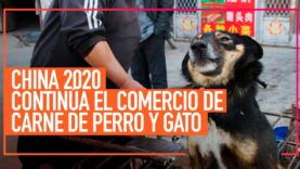 CHINA 2020: El cruel comercio de carne de perro y gato continúa