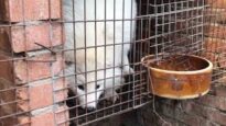 China fur investigation reveals cruelty