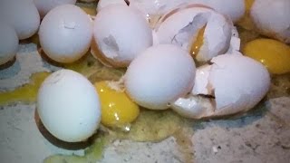 Costco Doesn’t Want You To Know What's Wrong With These Eggs