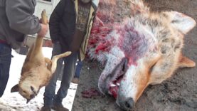Coyotes slaughtered in wildlife killing contest