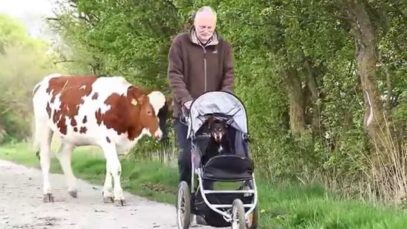 Der mit Hund und Kuh spazieren geht …….