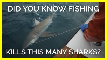 Did your Tuna Sandwich Kill a Shark? #shorts