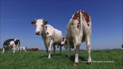Die Milch gehört Jule