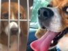 Dogs rescued from lab find loving homes
