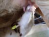 Eine Kuh gibt nur Milch, wenn sie ein Kälbchen bekommen hat…