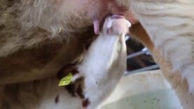 Eine Kuh gibt nur Milch, wenn sie ein Kälbchen bekommen hat…