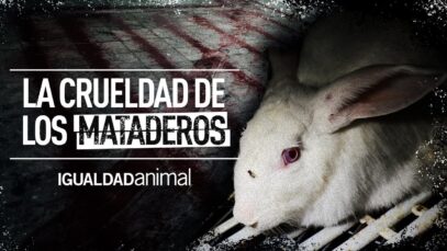 EL HORROR DE LOS MATADEROS | PROTECCIÓN ANIMAL #SHORTS