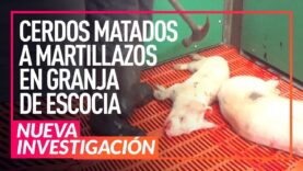 EL MALTRATO ANIMAL EN LOS MATADEROS | PROTECCIÓN ANIMAL