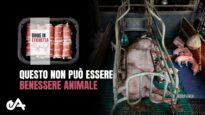 Etichetta Benessere Animali: fermiamo le #BugieinEtichetta