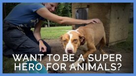 Ever Wanted to Be a Superhero for Animals?