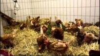 Gerettete Hühner aus Bio – Freiland – Haltung