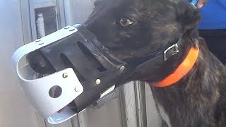 Greyhound Racing Investigation – See the Shocking Results