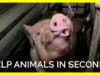 Horses, Mice, Elephants, and Pigs Need Your Help This October