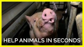 Horses, Mice, Elephants, and Pigs Need Your Help This October