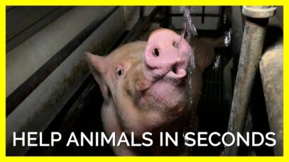 Horses, Mice, Elephants, and Pigs Need Your Help This October