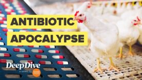 How factory farms help create antibiotic resistant superbugs