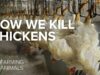 How slaughterhouses kill thousands of chickens an hour