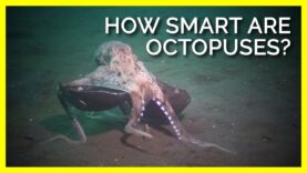 How Smart Are Octopuses Really? #shorts