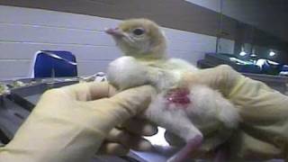 HSUS Exposes Largest Turkey Hatchery