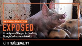 INVESTIGATION: Cruel and Illegal Acts Exposed at Mexican Pig Slaughterhouse