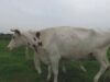 Jule und Mama Jette – Ein Muuhpedia-Beitrag zum Thema Milch