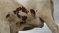 Jules Art – Jules Mutter – Jules Milch