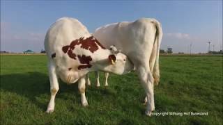 Jules Mama – Jules Milch