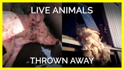 Live Animals Are Thrown Away Like Trash for These Industries