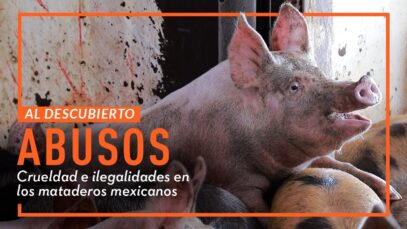 MATADERO DE CERDOS: MALTRATO ANIMAL EXPUESTO POR IGUALDAD ANIMAL