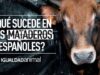 MATADEROS | EL MALTRATO ANIMAL DE LA GANADERIA INDUSTRIAL
